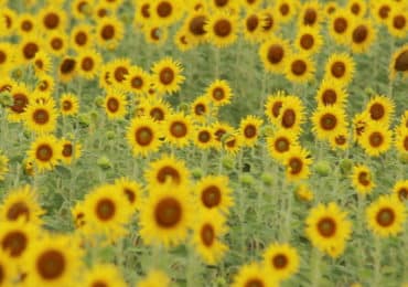 belges-sensibles-alimentation-durable