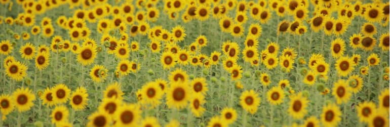 belges-sensibles-alimentation-durable