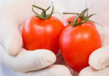 nouvel-allergene-tomate