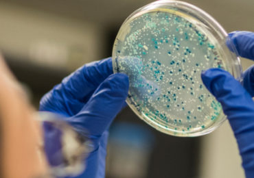 salmonella-kentucky-multiresistante-antibiotiques