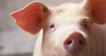 utilisation-proteines-animales-transformees-pas-securisee