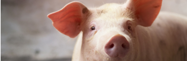 utilisation-proteines-animales-transformees-pas-securisee