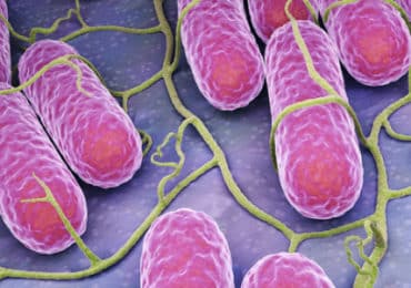 salmonella-campylobacter