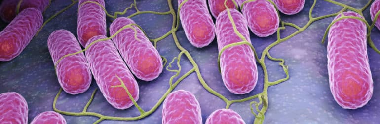 salmonella-campylobacter