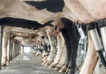 lait-vache-protéines