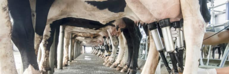 lait-vache-protéines