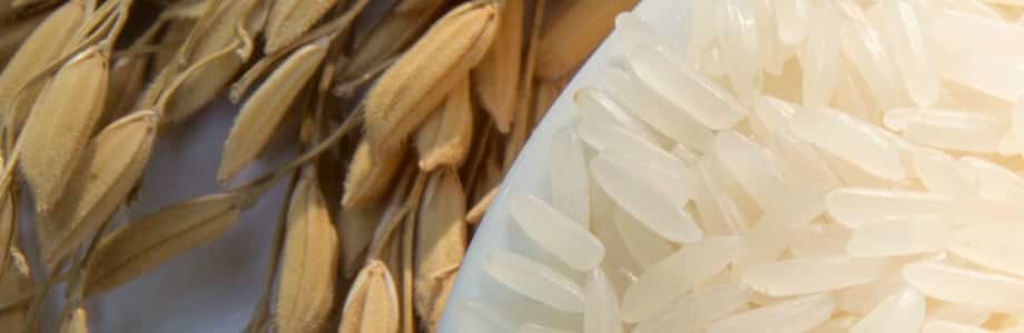 Eten we in de toekomst brood op basis van rijst? - Food in action