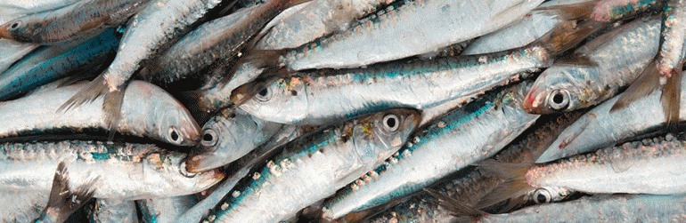 poisson-gras-vivre-plus-longtemps
