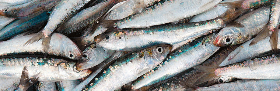 poisson-gras-vivre-plus-longtemps