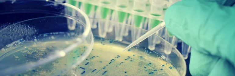 probiotique-bacterie-assaut-obesite