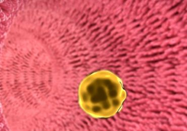 microbiote-lipides-sanguins