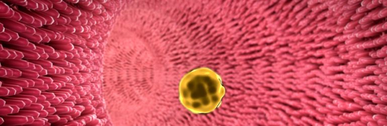 microbiote-lipides-sanguins