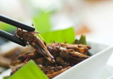 insectes-plus-nombreux-assiettes