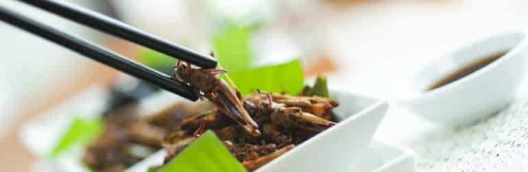 insectes-plus-nombreux-assiettes
