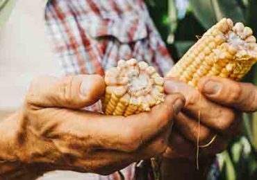 alimentation-durabilite-matieres-premières