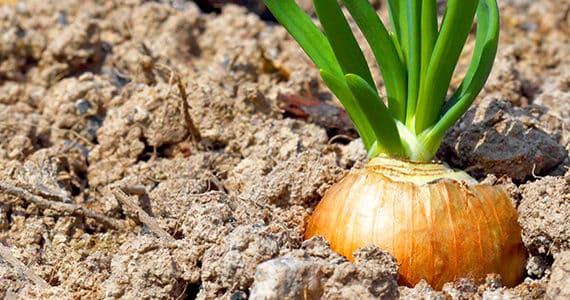 meer-antioxidanten-bio