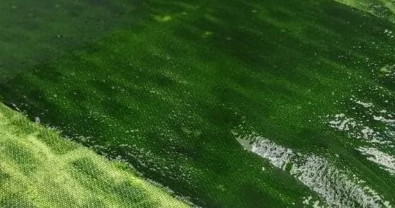 voeden-bloem-microalgen