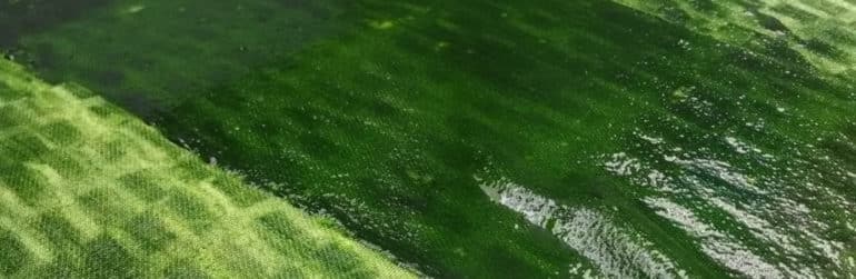 voeden-bloem-microalgen