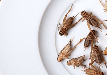 grillons-dorloter-microbiote-intestinal