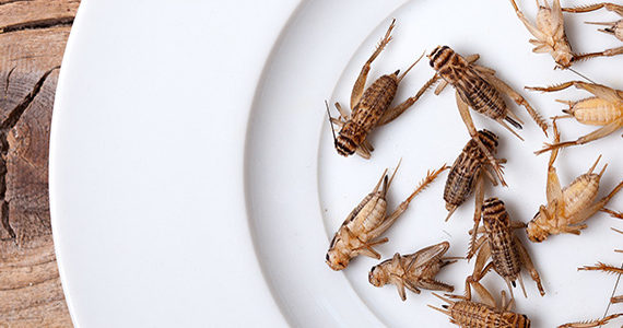 grillons-dorloter-microbiote-intestinal