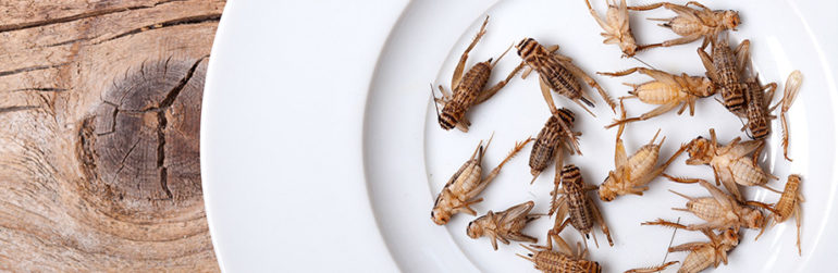 grillons-dorloter-microbiote-intestinal