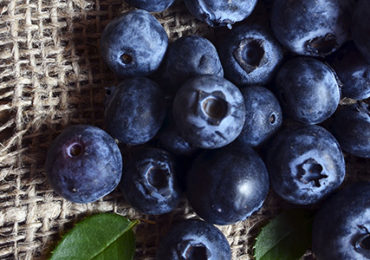polyphenols-secours-memoire- seniors