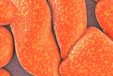 syndrome-métabolique-bactérie-intestinale-Bilophila-wadsworthia