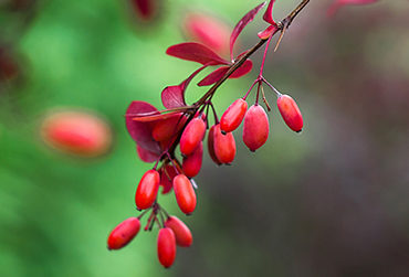 compléments alimentaires berbérine ANSES glycémie cholestérolémie