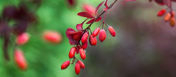 compléments alimentaires berbérine ANSES glycémie cholestérolémie