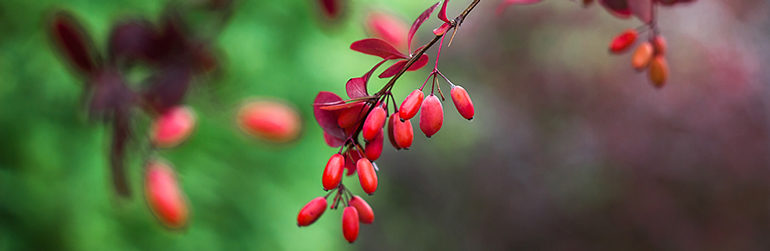 compléments alimentaires berbérine ANSES glycémie cholestérolémie