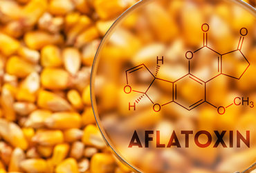 toxines aflatoxine métaux lourds cancer vaccin, toxines aflatoxine zware metalen kanker vaccin