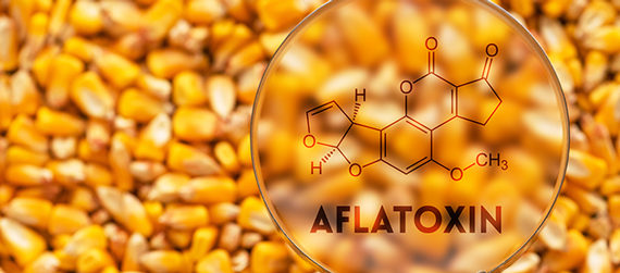 toxines aflatoxine métaux lourds cancer vaccin, toxines aflatoxine zware metalen kanker vaccin