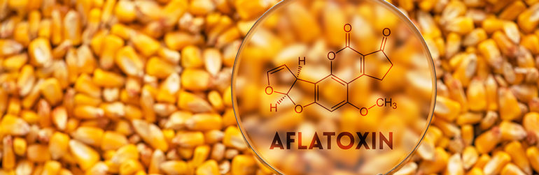 toxines aflatoxine métaux lourds cancer vaccin, toxines aflatoxine zware metalen kanker vaccin