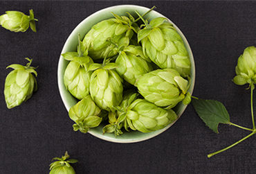 hop xanthohumol bier metabool syndroom obesitas flavonoïden
