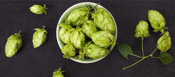 hop xanthohumol bier metabool syndroom obesitas flavonoïden