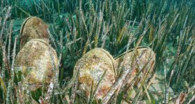 microplastics-weekdieren-het-meest-verontreinigd