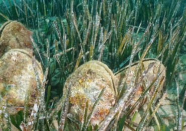 microplastics-weekdieren-het-meest-verontreinigd