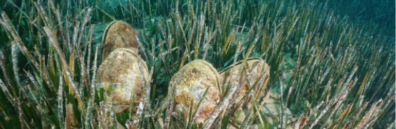 microplastics-weekdieren-het-meest-verontreinigd