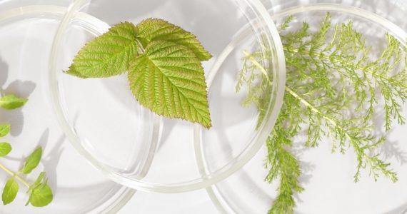 10-plantes-extraits-plantes-effets