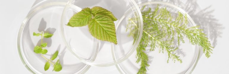 10-plantes-extraits-plantes-effets