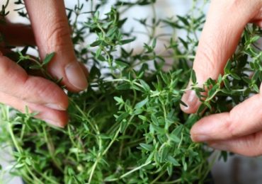 jardin-secret-complements-alimentaires-plantes