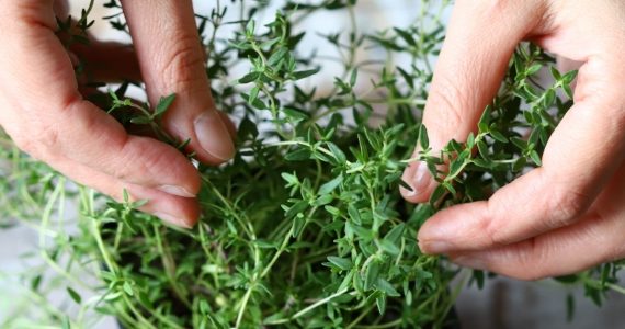 jardin-secret-complements-alimentaires-plantes
