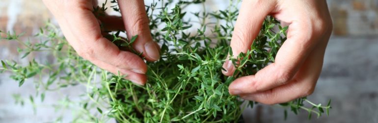 jardin-secret-complements-alimentaires-plantes