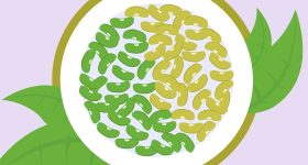 legumineuses-dans-assiette