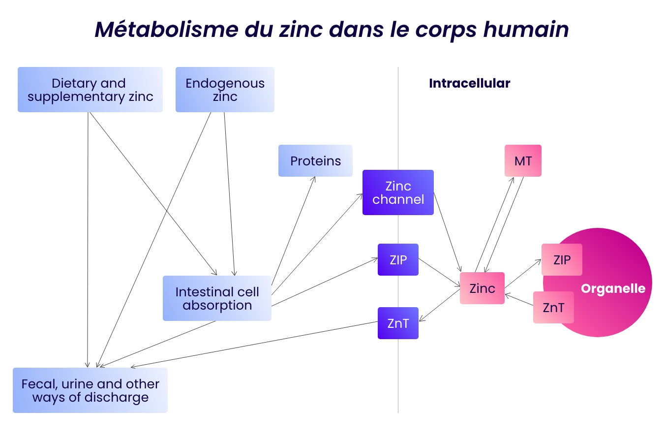 Metabolisme-zinc-corps-humain-FR