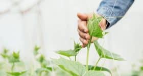 transition-alimentaire-quen-est-il-des-pesticides