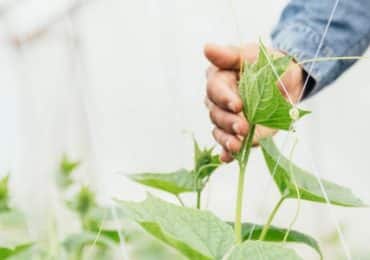 transition-alimentaire-quen-est-il-des-pesticides
