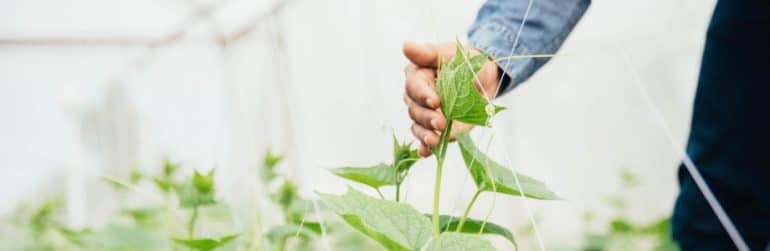 transition-alimentaire-quen-est-il-des-pesticides